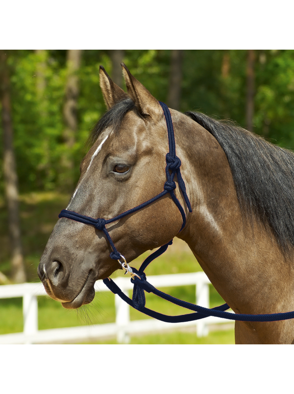 Cavezza per cavalli semplice Premier Equine - Cavezze - Capezza e ausili per  l'affondo - Cavallo a riposo